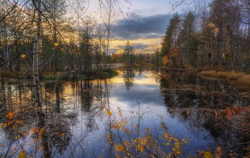 сестрорецк болото осень листопад октябрь вода закат Осенние просторыphoto preview