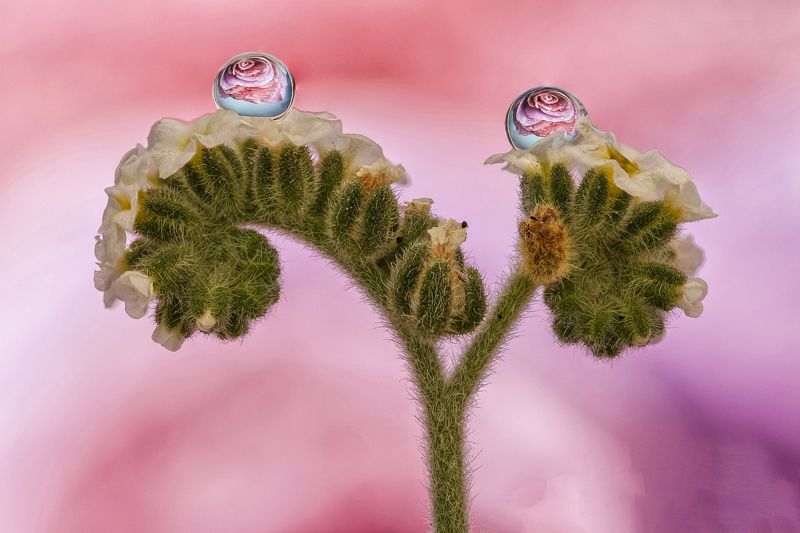 water, drops, macro, colores, plant ONLY 2 WATER DROPSphoto preview