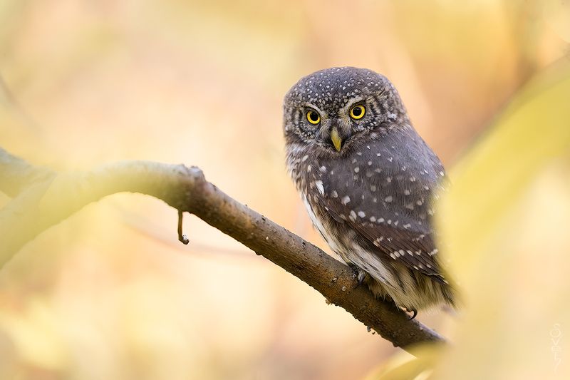 воробьиный сыч хвост под одеяломphoto preview