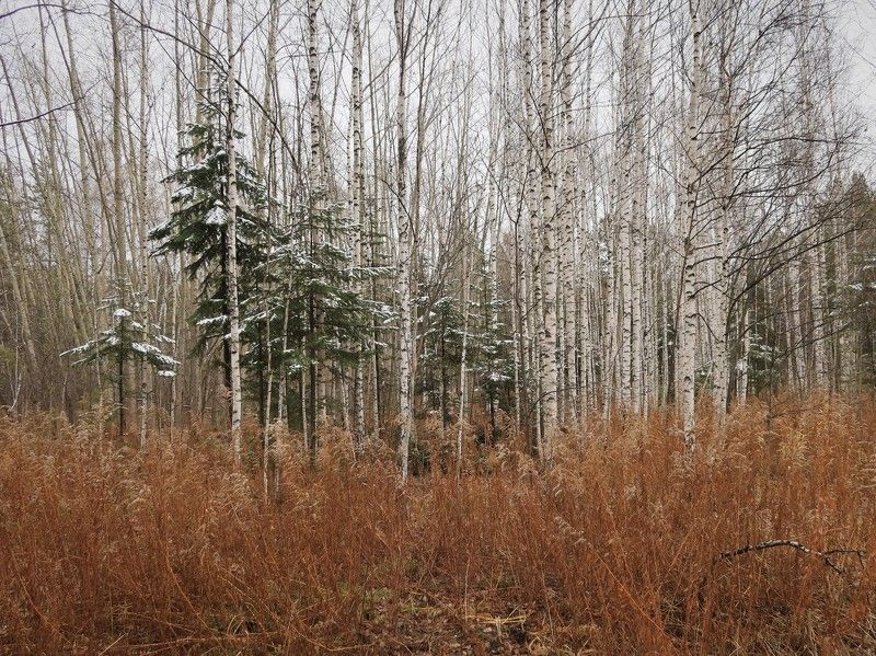 природа,лес,осень,деревья В ожидании зимыphoto preview