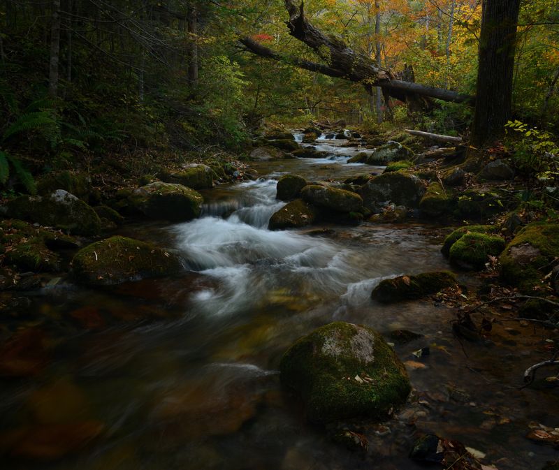 Осень в тайге.photo preview