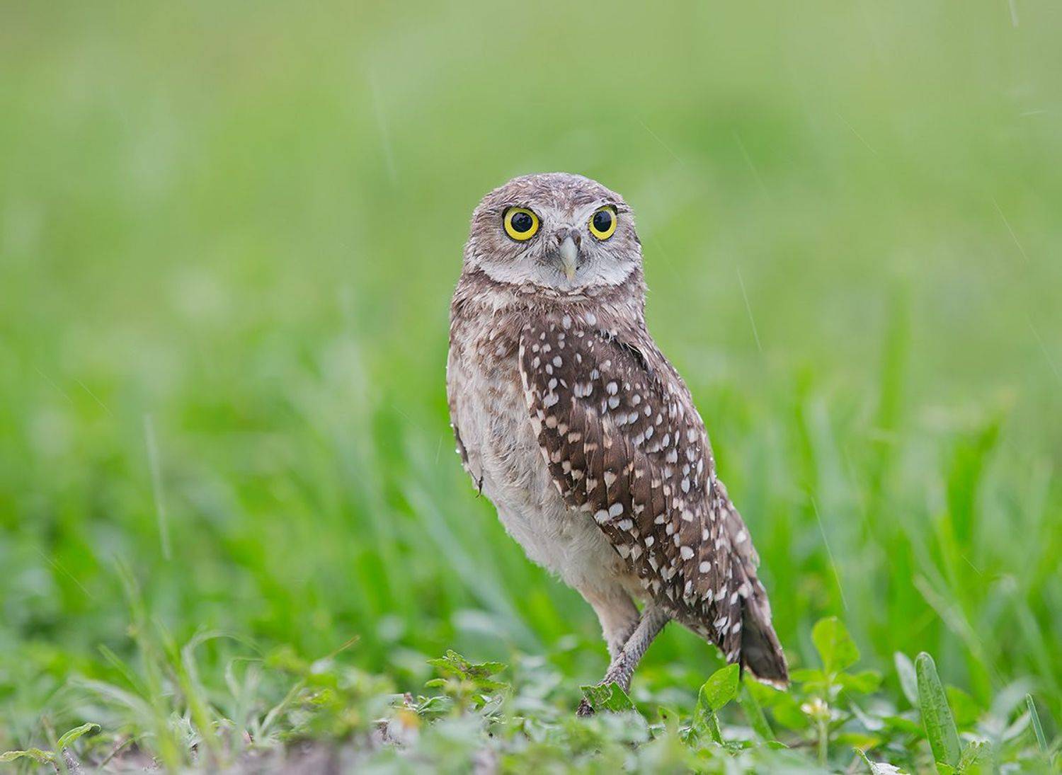 owl, burrowing owl,сыч, флорида,florida, хищные птицы, Etkind Elizabeth