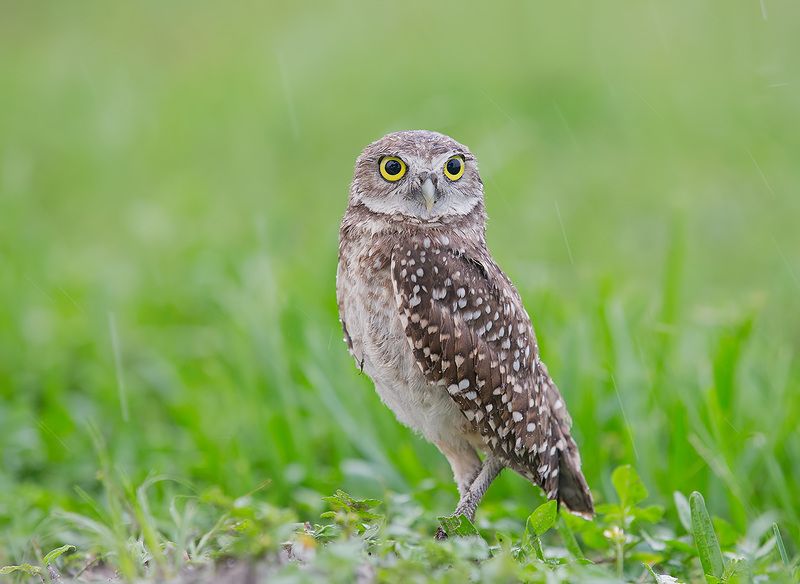 owl, burrowing owl,сыч, флорида,florida, хищные птицы Burrowing Owlet - Кроличий сычphoto preview