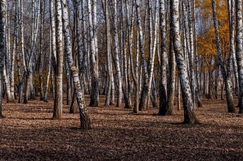осень, парк, берёзы photo preview