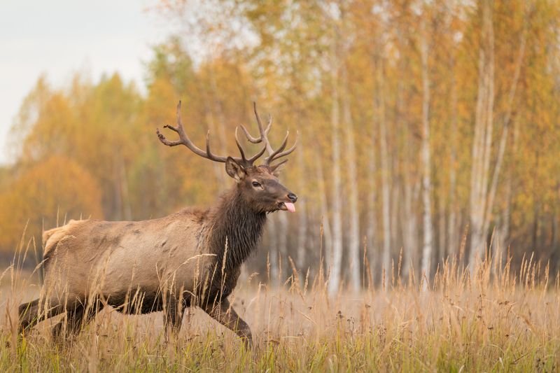 олень,осень,марал Оленье чувство юмораphoto preview
