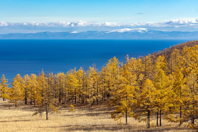 байкал, тажеранская степь, тажераны, золотая осень, лиственницы photo preview