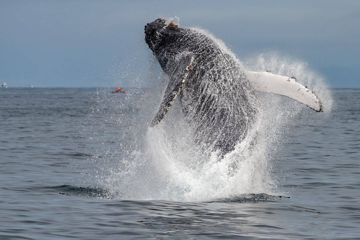 , Гордонов Юрий