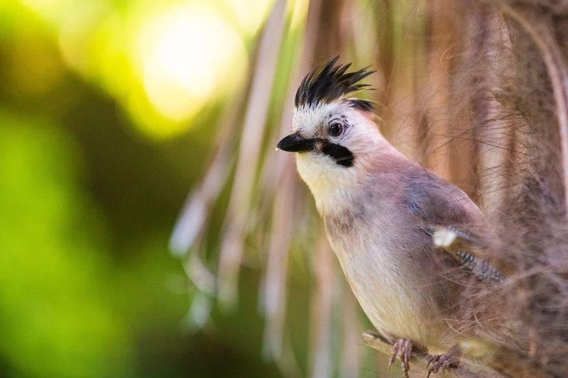 #bird #birdphotography #animallovers #naturelovers #natureworld_photography #planetbirds #planetearth #real #fauna #jay Сойкаphoto preview