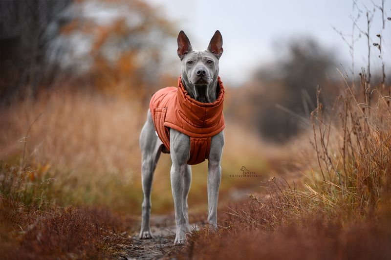 животные семейное фото фотопрогулка фото с собакой Тайский Риджбекphoto preview