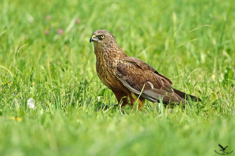 Болотный лунь.photo preview