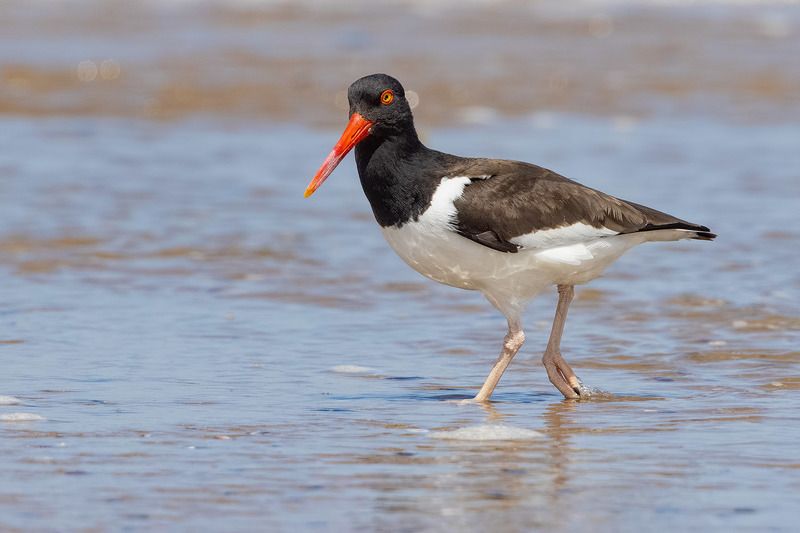 птицы, уругвай ***photo preview