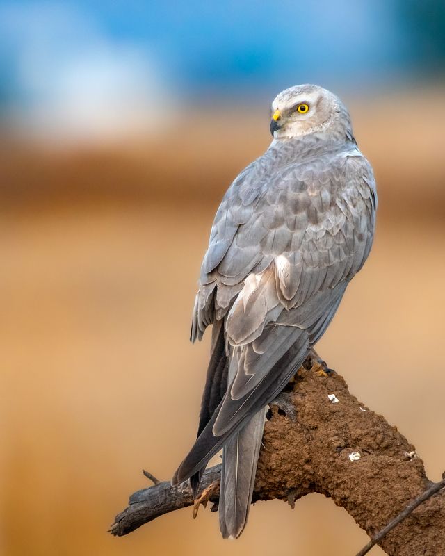 #wildlife #birds #nature Pallid harrier in search of prey photo preview