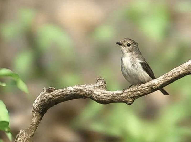 Ultramarine Flycatcher - Femalephoto preview