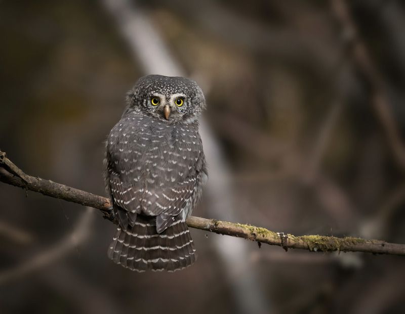 воробьиный сыч, сыч-воробей, сова Лесожитель фото превью