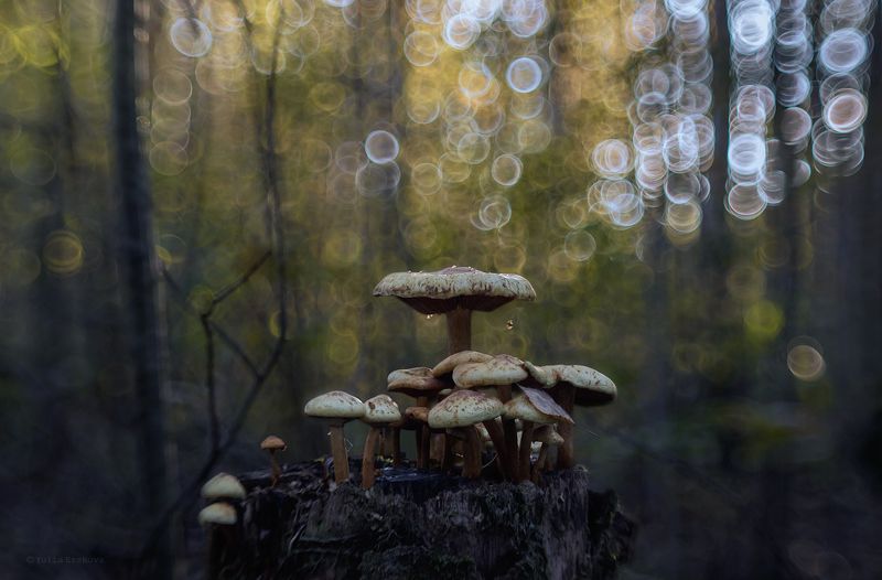 опята, грибы, макро, macro Многодетныйphoto preview