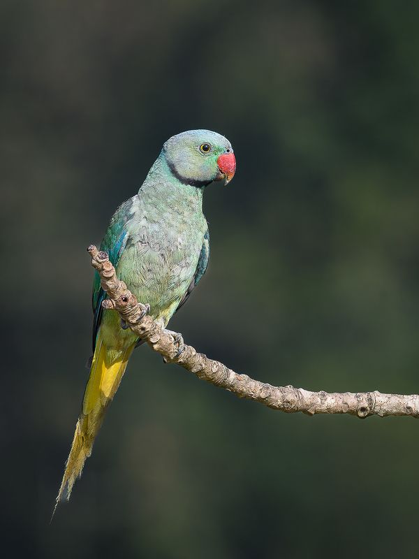 Malabar Parakeetphoto preview