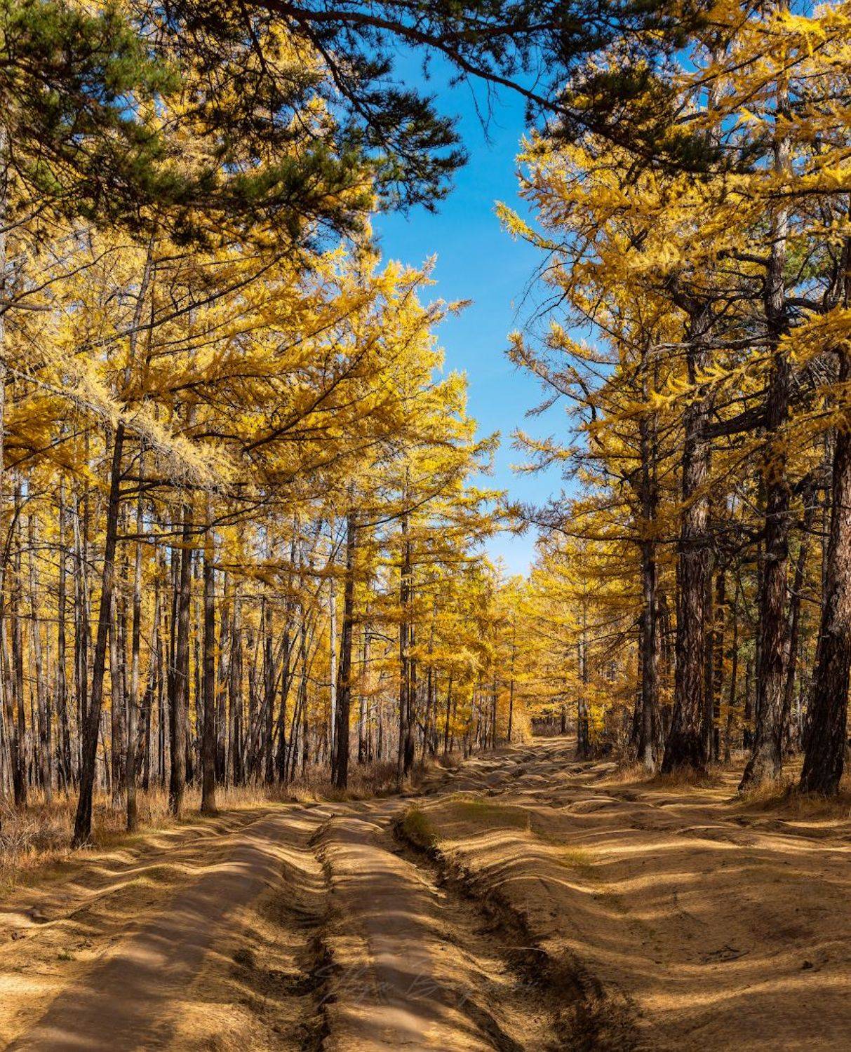 ольхон, байкал, хобой, песчанка, узуры, Буянов Илья