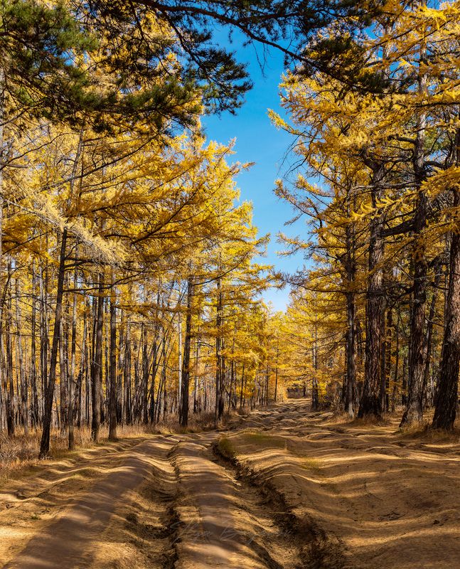 ольхон, байкал, хобой, песчанка, узуры Ольхонские дорогиphoto preview