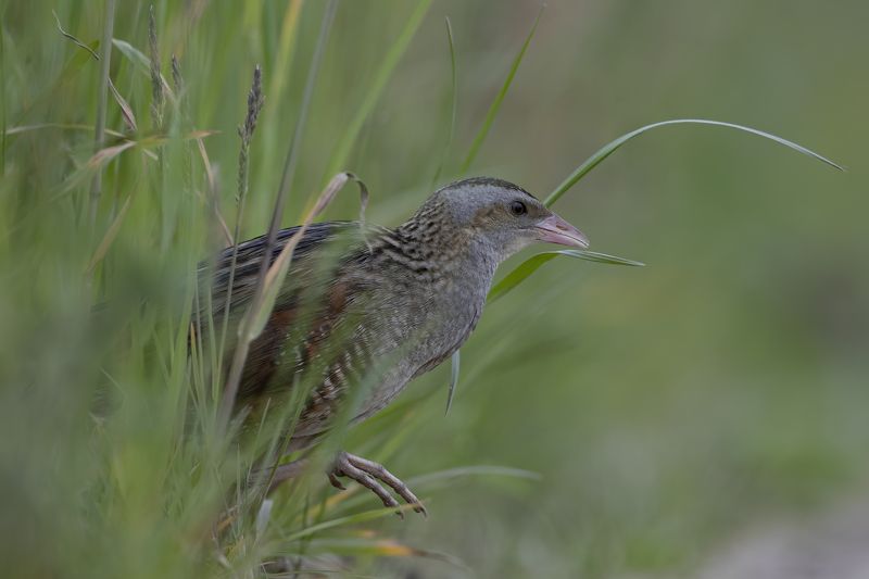griežlė (crex crex) corncrake Griežlė (Crex crex) Corncrakephoto preview