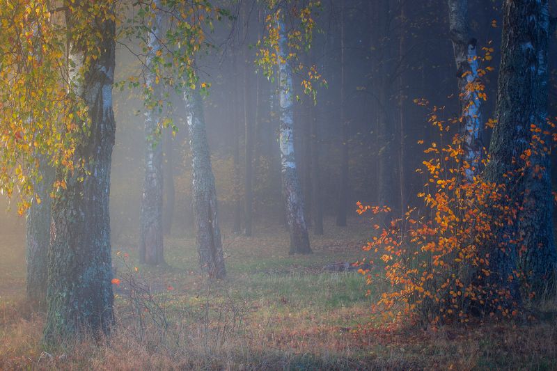 ********photo preview