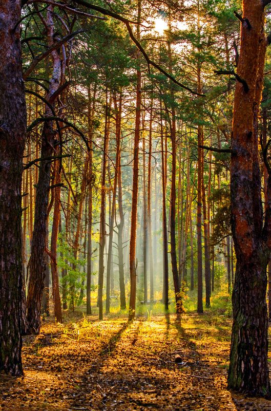 пейзаж, дымка, природа, лес, деревья, туман, сосны, хвоя Осеннее утроphoto preview