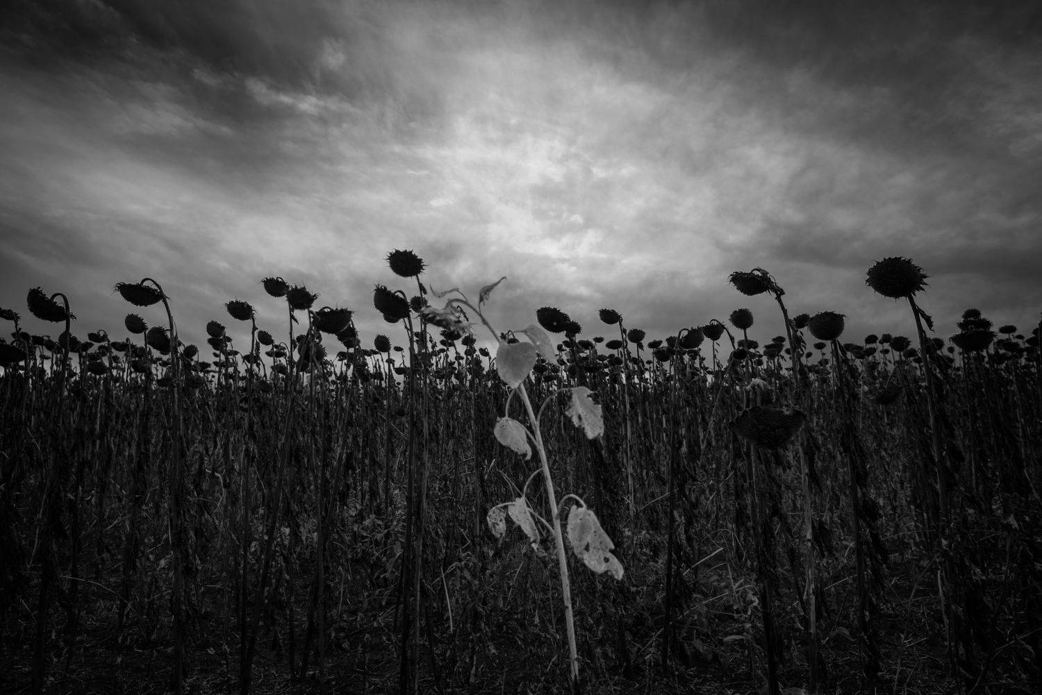 , Чистаев Александр