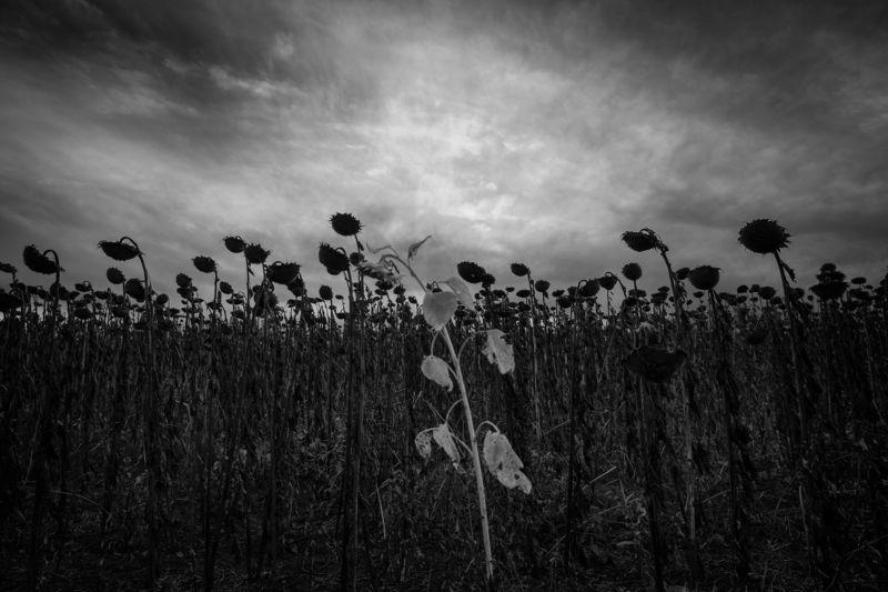 resistantphoto preview