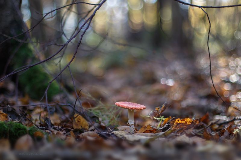 мухомор, гриб Мухоморphoto preview