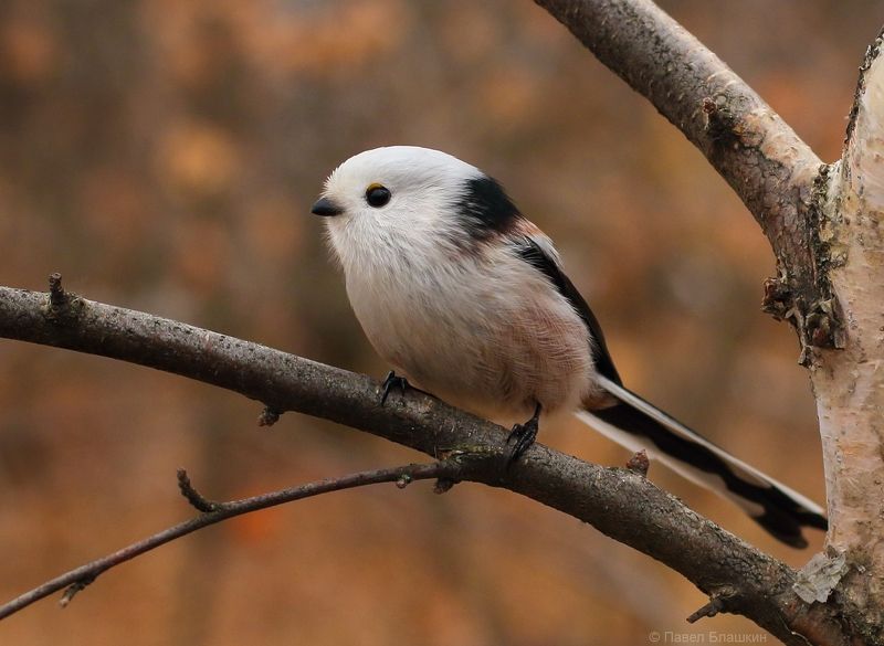 длиннохвостая синица Ополовник фото превью