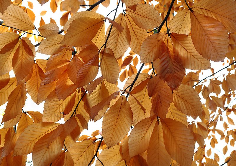 fagus orientalis бук Fagus orientalis фото превью