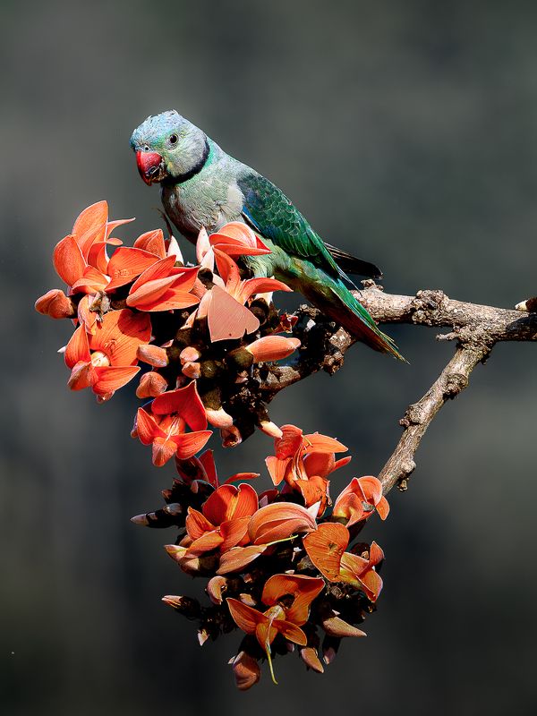 Malabar Parakeetphoto preview