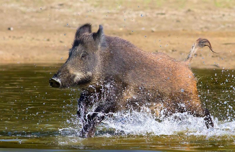 ,.,.,.,.,,,photo preview