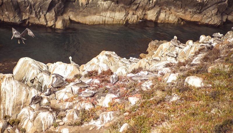 Pelican\'s home фото превью