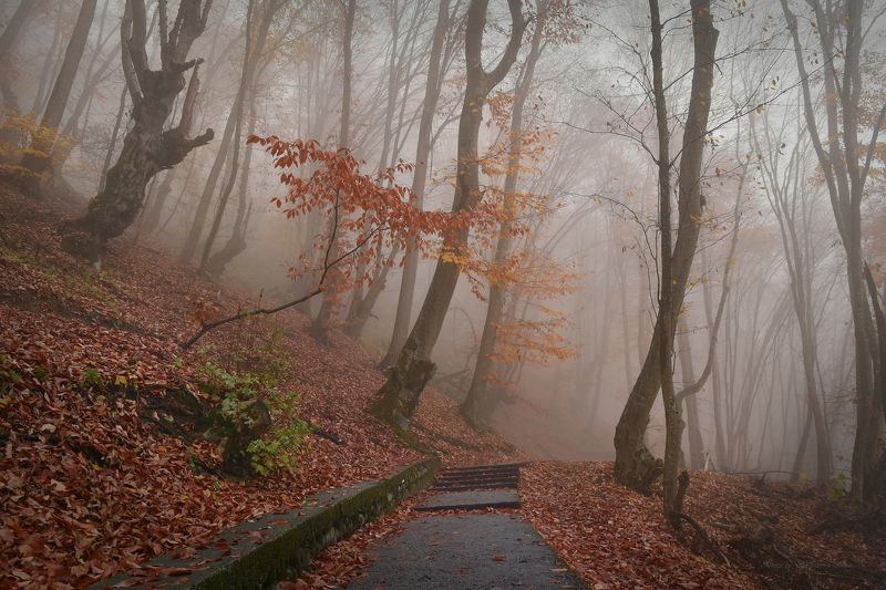 Дорожка в осеньphoto preview