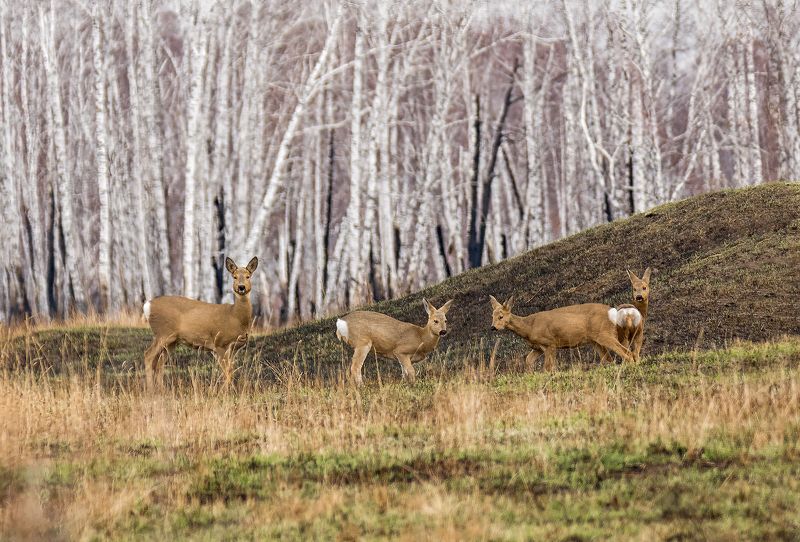 косули, семейка, лес, животный мир, осень, осень..photo preview