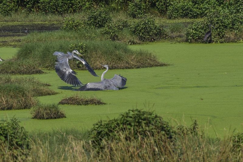 bird nature Territory fightphoto preview