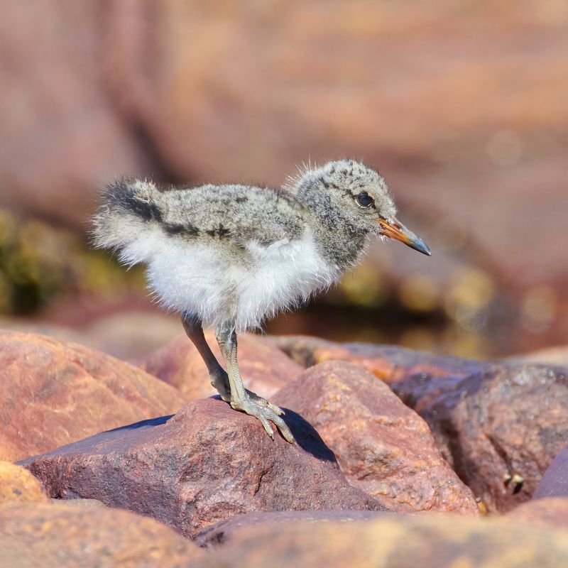 #bird #wildlife #nature #birdphotography Птенец кулика-сорокиphoto preview