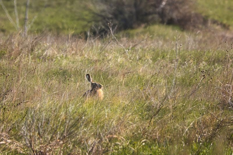 заяц, природа, животные, самарская область Заячье утроphoto preview