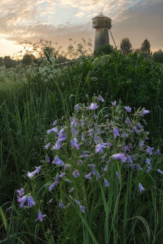 мельница,весна,цветы,рассвет У старой мельницы без крыльевphoto preview