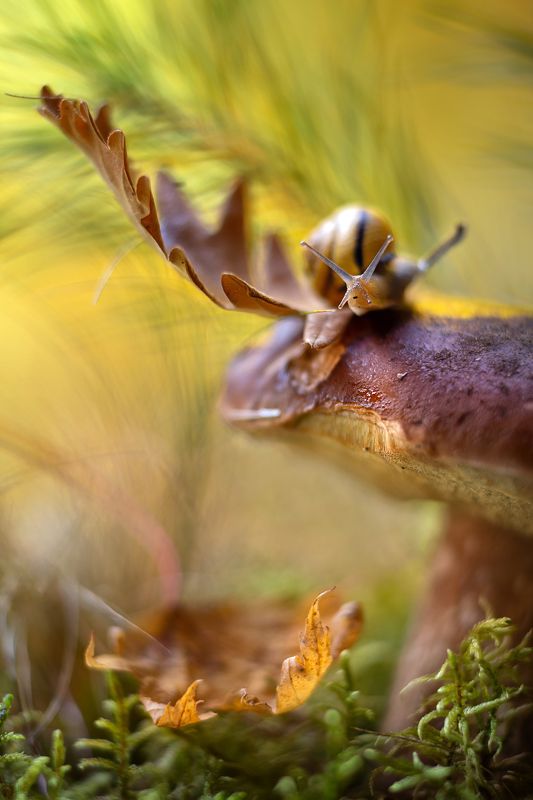 белый гриб, улитка, дубовый листик, рога как у лося,сказки леса,ирина горюкина  беларусь Прищурься..видишь?Лось!))) фото превью