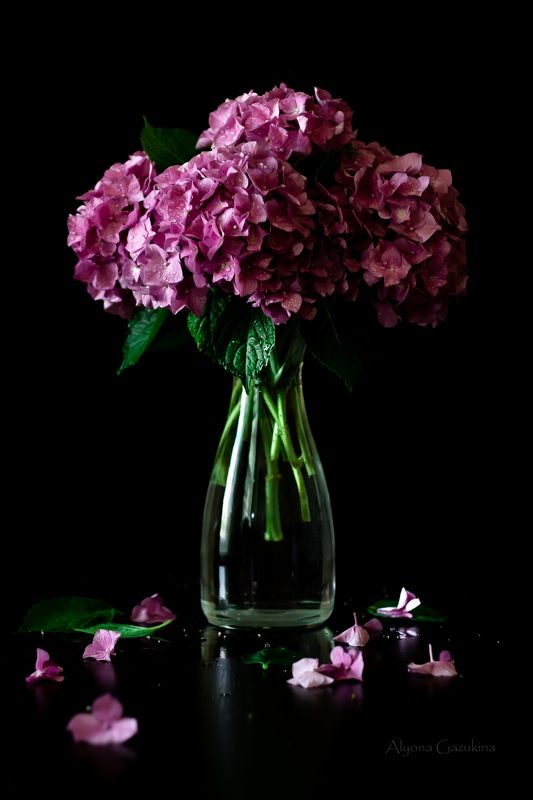 натюрморт, гортензия, цветы, ваза Гортензия...photo preview