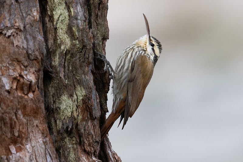 птицы, уругвай ***photo preview