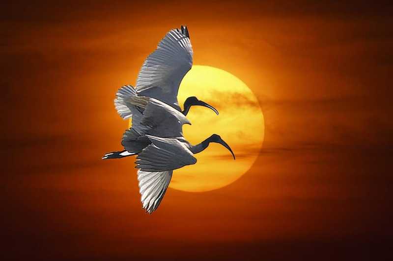 Black Headed Ibisphoto preview