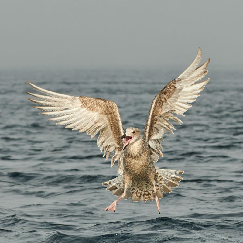 #bird #wildlife #nature #birdphotography Жизнерадостный птенчикphoto preview