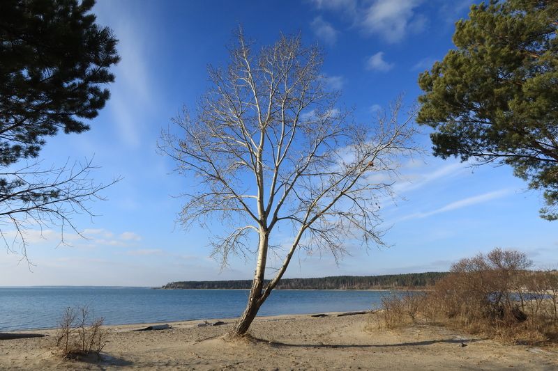 природа,сибирь,осень,деревья Деревья на берегуphoto preview