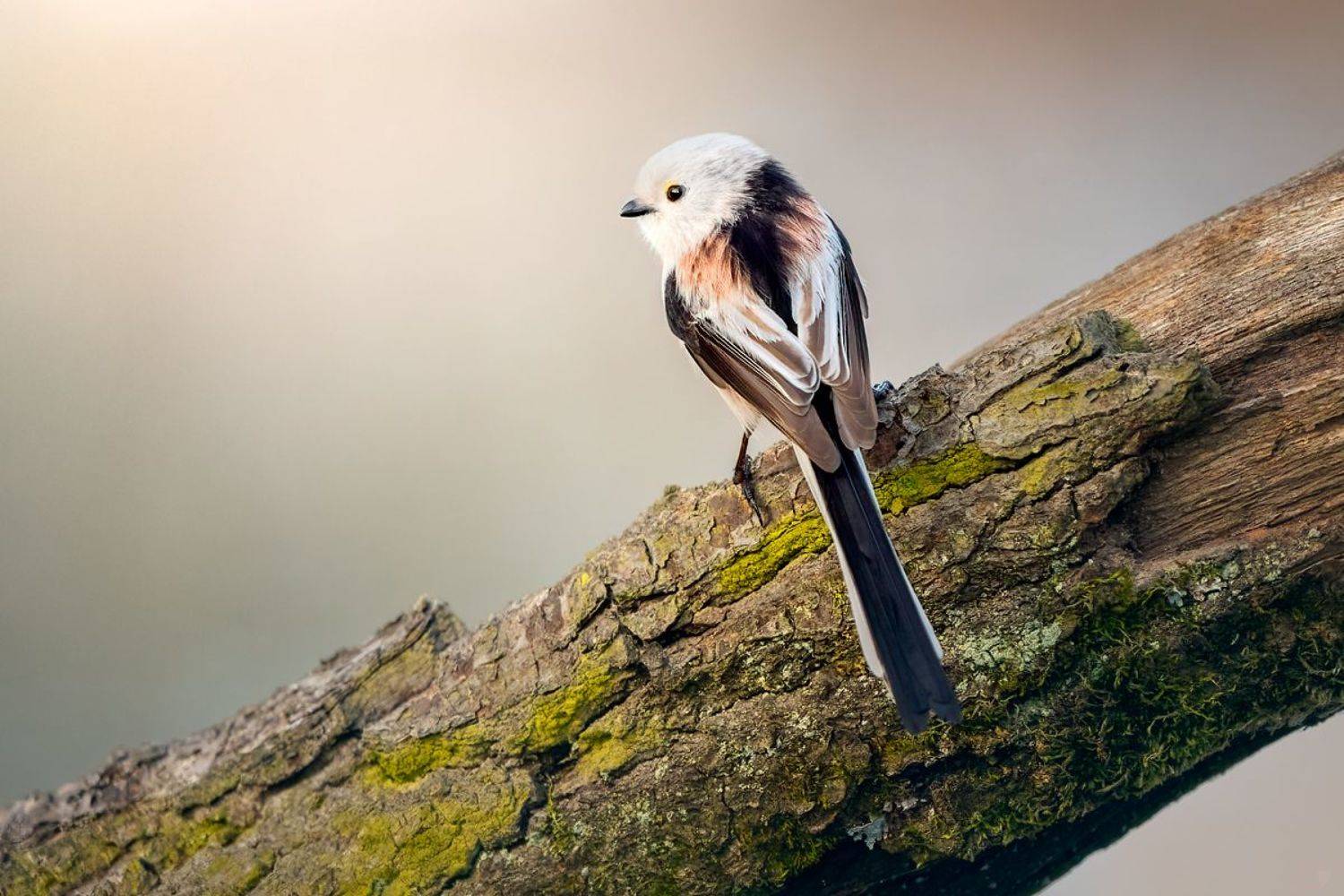 bird, wildlife, animal, Wojciech Grzanka