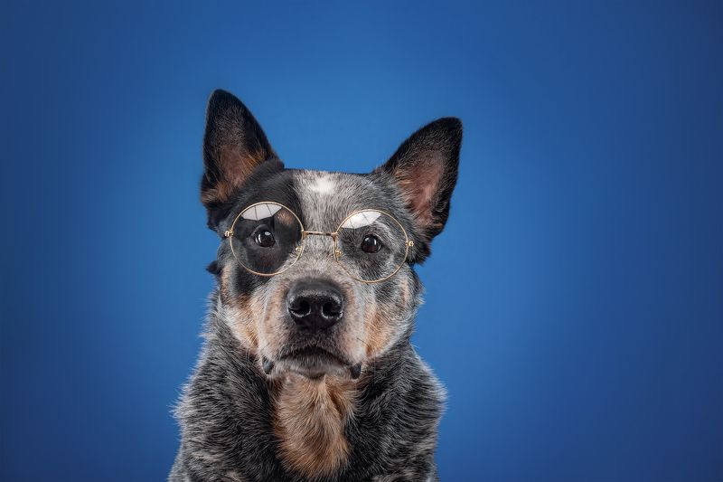 Ты, когда сказали что входишь в топ - 10 умных пород.photo preview