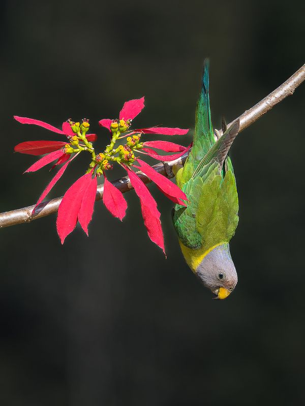 Plum headed parakeetphoto preview