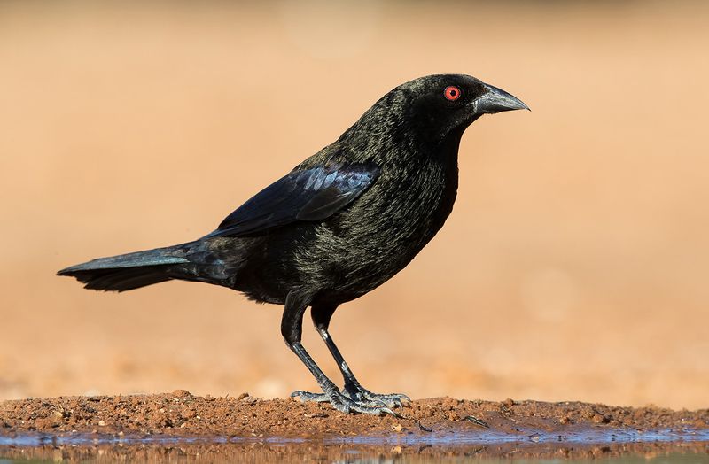 bronzed cowbird, красноглазый коровий трупиал, texas Bronzed Cowbird - Красноглазый коровий трупиалphoto preview