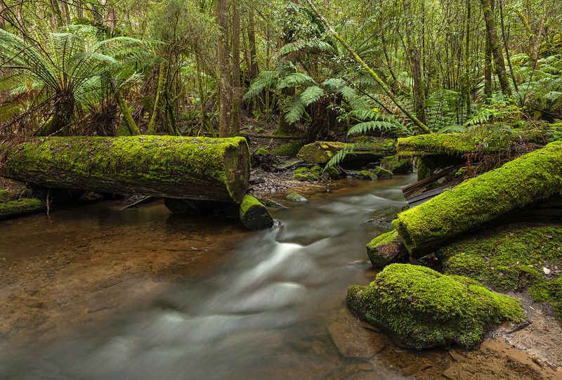 Тасманияphoto preview